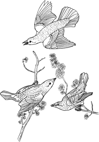 Red Winged Blackbirds Coloring Page